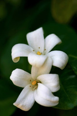 Fototapeta na wymiar Murraya Paniculata Flower