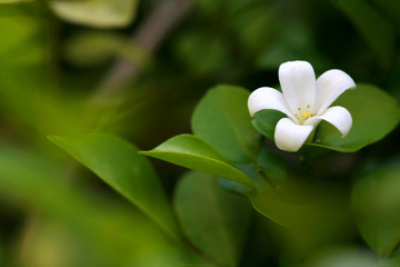 Murraya Paniculata Flower