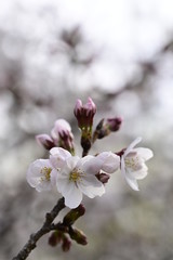 sakura