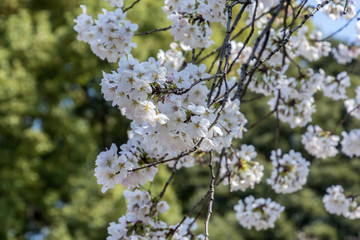 Cherry blossoms in Japanese park
