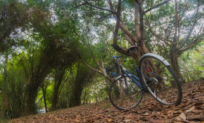 Fototapeta na wymiar The bike parked in the forest park