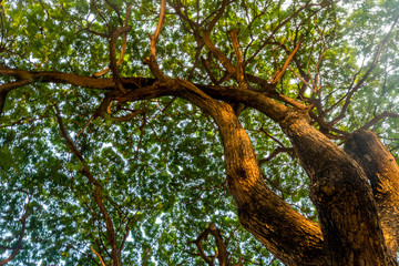 Fototapeta premium The warm spring sunlight shines through old trees, creating beautiful patterns. Suitable for making through the background.