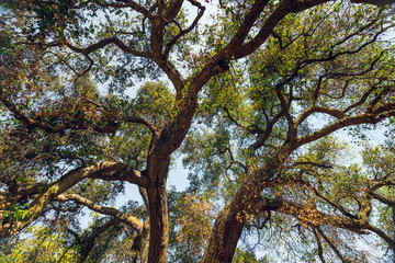 Fototapeta premium Looking up the trunk of an Oak Tree
