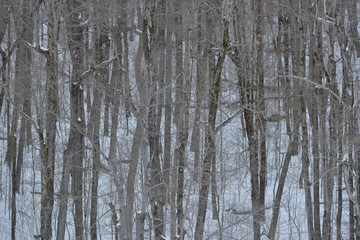 Fototapeta premium Winter Forest