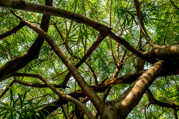 Fototapeta premium The warm spring sunlight shines through old trees, creating beautiful patterns. Suitable for making through the background.
