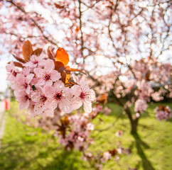 Pink cherry blossom in the city
