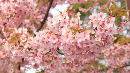 風に揺れる桜 戸田川緑地