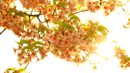 日差しの中の桜　戸田川緑地 逆光