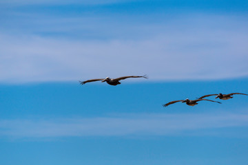 Pelicans in Flight
