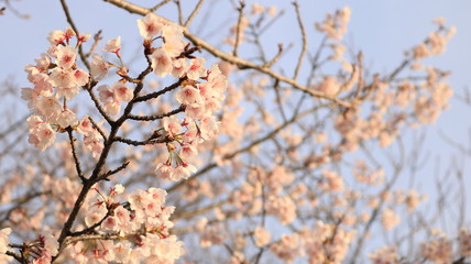 春の空と日向の桜 戸田川緑地