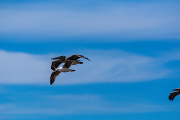 Pelicans in Flight