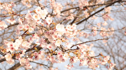 春の空と夕日の桜 戸田川緑地