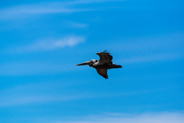 Fototapeta na wymiar Pelicans in Flight