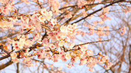 春の空と夕日の桜 戸田川緑地