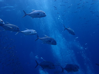 Fototapeta premium 大型アジが泳ぐ海