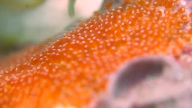 Extreme close up of a Saddleback Clownfish taking care of her freshly laid eggs.