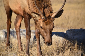 Fototapeta na wymiar Bull Elk in Jasper National Park