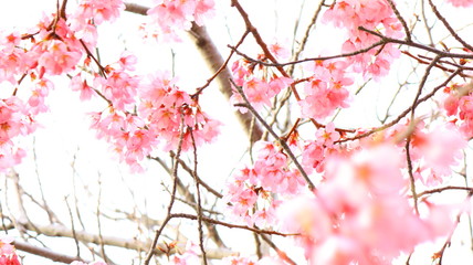 春の空と桜の花 戸田川緑地 逆光