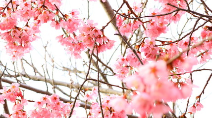 春の空と桜の花 戸田川緑地 逆光