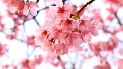 Fototapeta premium 春空 桜の花と花びら 戸田川緑地