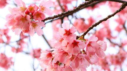 Fototapeta na wymiar 春空 桜の花と花びら 戸田川緑地