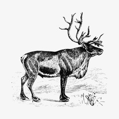 European reindeer shade drawing