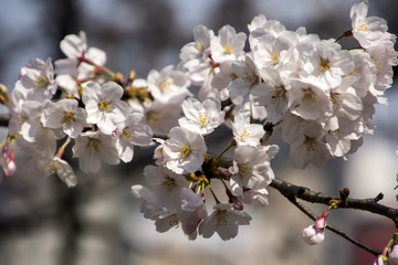 Cherry blossoms in Japanese park