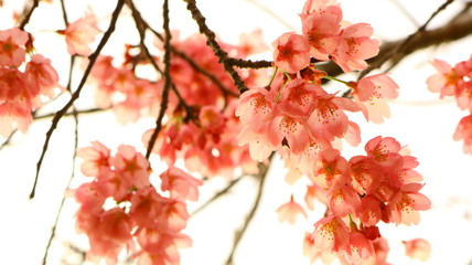 春空 桜の花と花びら 戸田川緑地