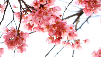Obraz premium 春空 桜の花と透ける花びら 戸田川緑地