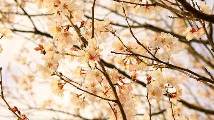 春の桜と花びら 戸田川緑地