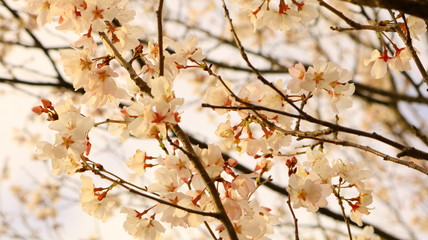 春の桜と花びら 戸田川緑地