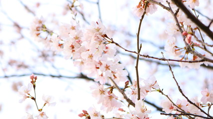 春の空と桜の花 戸田川緑地