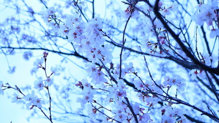 春の桜と花びら 戸田川緑地 クールイメージ