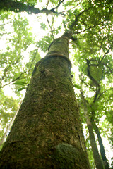 Fototapeta premium tree trunk with green moss island in the forest
