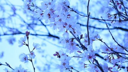 春の桜と花びら 戸田川緑地 クールイメージ