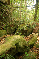 rocks in the wild, sako Moss