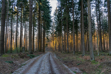 Forest with narrow trees just before sunset