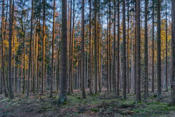 Fototapeta premium Forest with narrow trees just before sunset