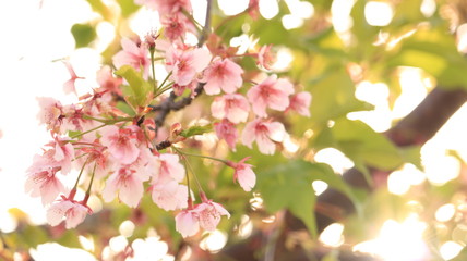 逆光の桜　戸田川緑地