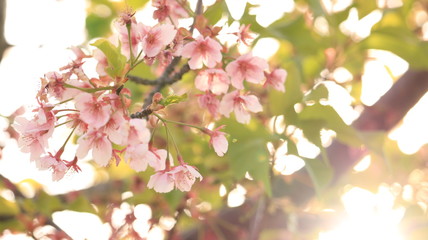 逆光の桜　戸田川緑地