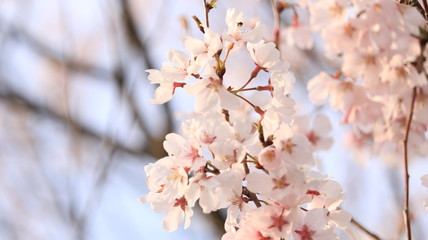 春の空、桜と花びら 戸田川緑地