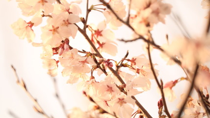 春の空、桜と花びら 戸田川緑地