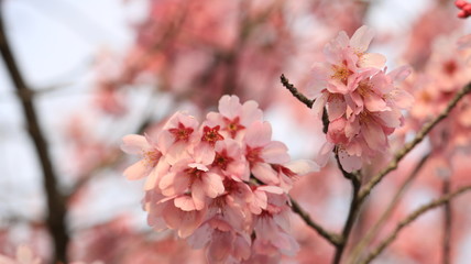 春の空、桜と花びら 戸田川緑地