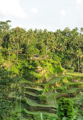 Rice terrace Tropical landscape palm trees  green fileds
