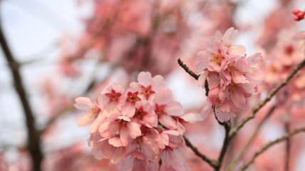 春の空、桜と花びら 戸田川緑地