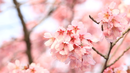 Obraz premium 春の空と桜 戸田川緑地