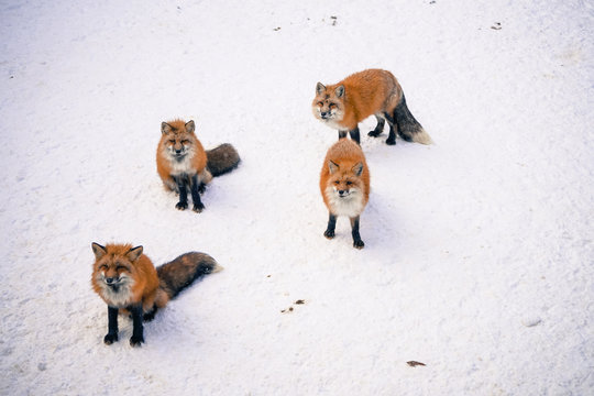 Zao Fox Village Winter, Miyagi Prefecture, Tohoku, Japan