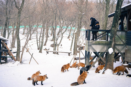 Zao Fox Village Winter, Miyagi Prefecture, Tohoku, Japan