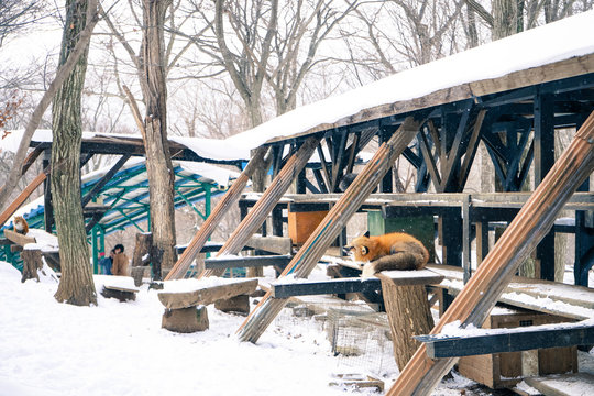 Zao Fox Village Winter, Miyagi Prefecture, Tohoku, Japan