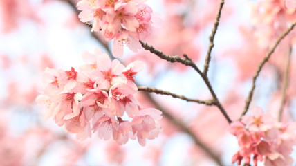 春の空と桜 戸田川緑地